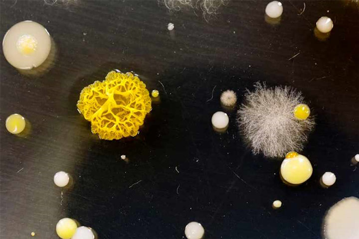 Microbiological Sampling